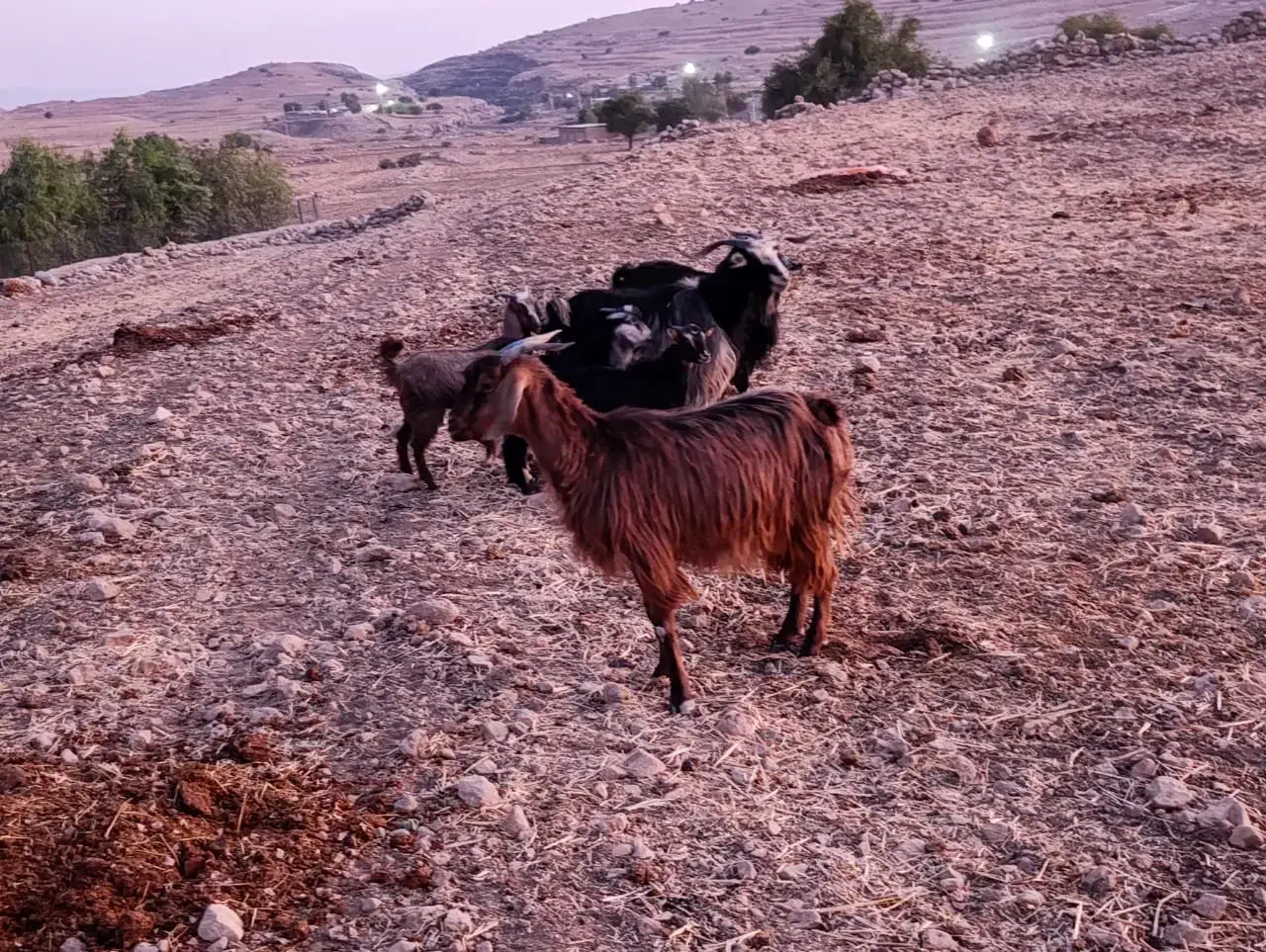 بز و بی|حیوانات مزرعه|اندیمشک, |دیوار