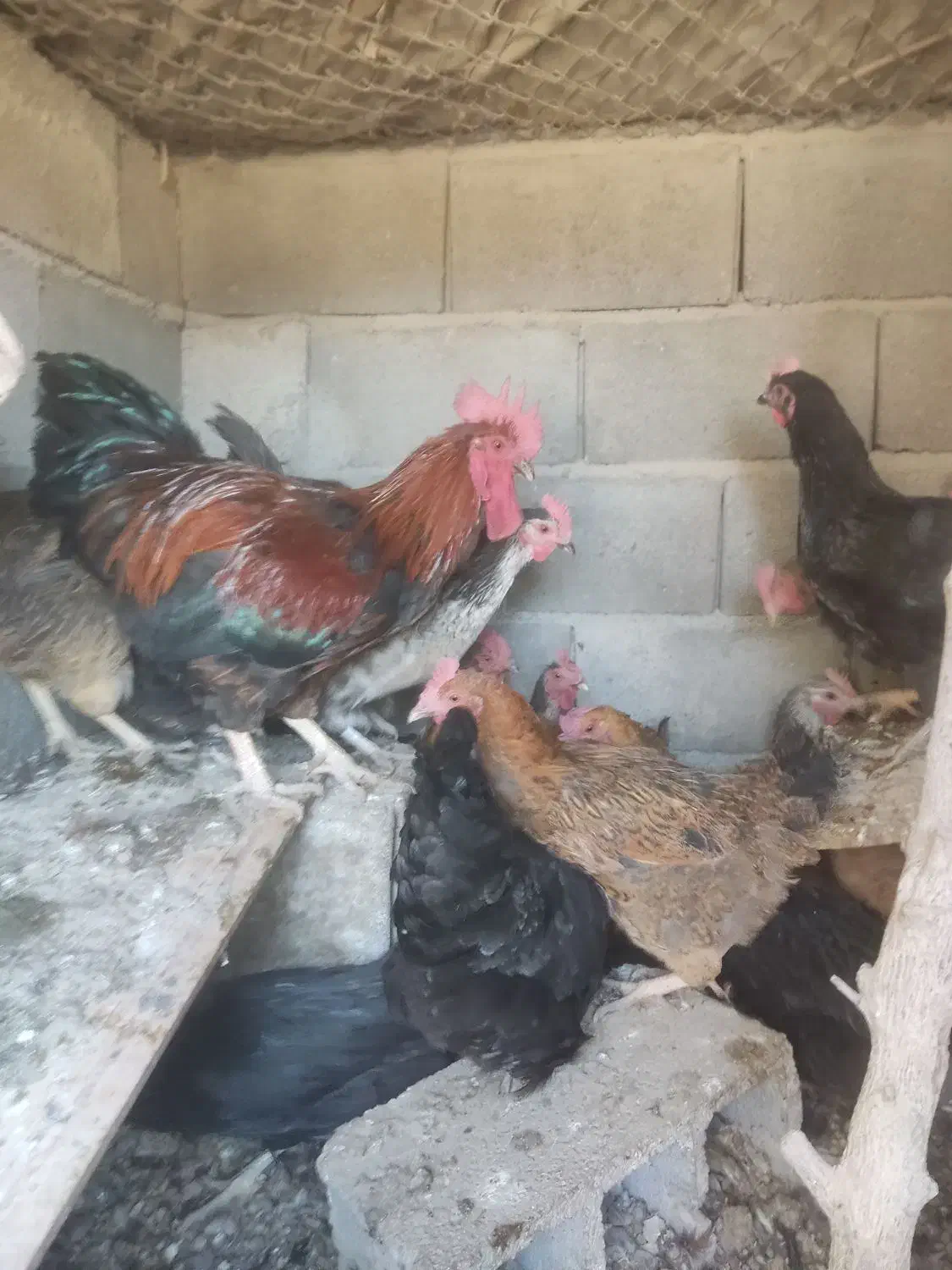 مرغ تخم گزار|حیوانات مزرعه|مبارکه, |دیوار