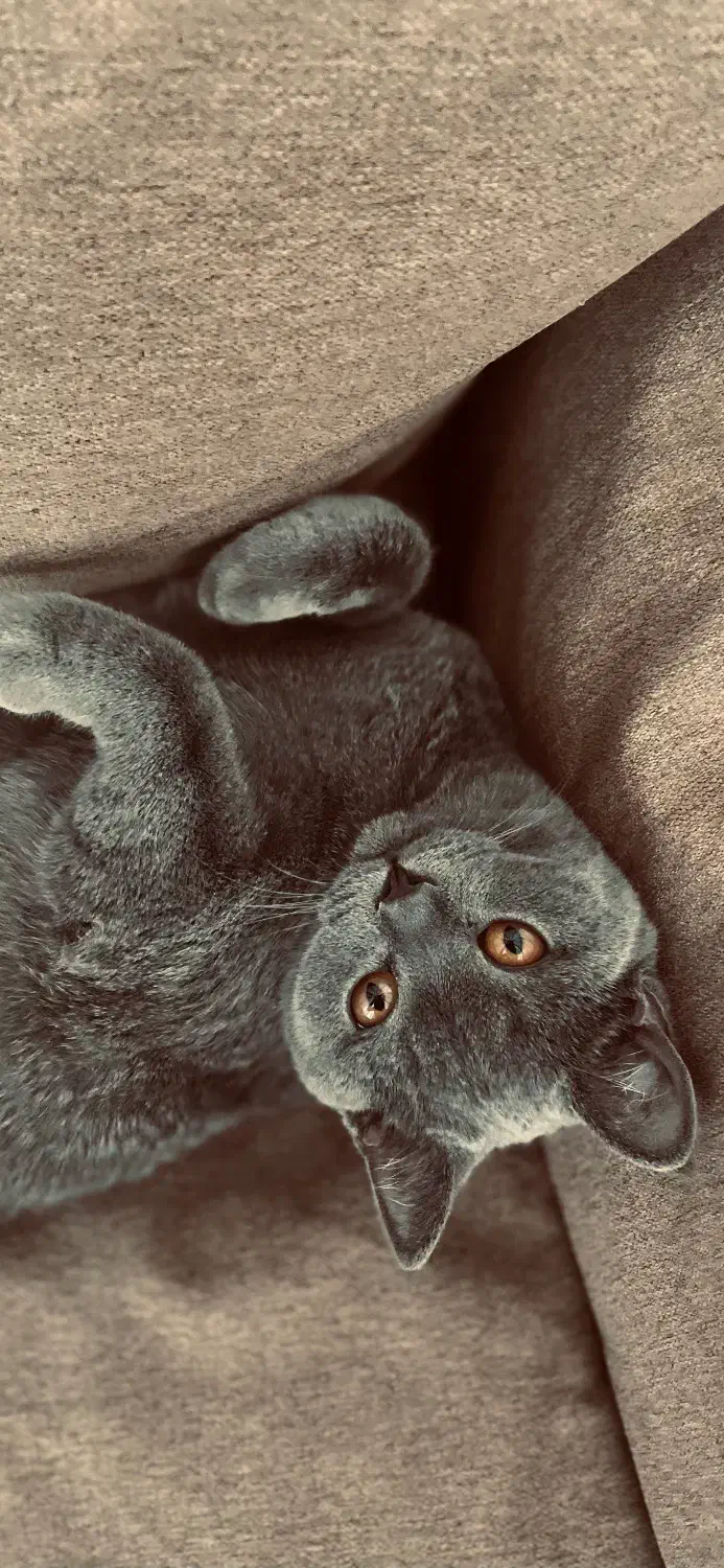 گربه|گربه|کرمان, |دیوار