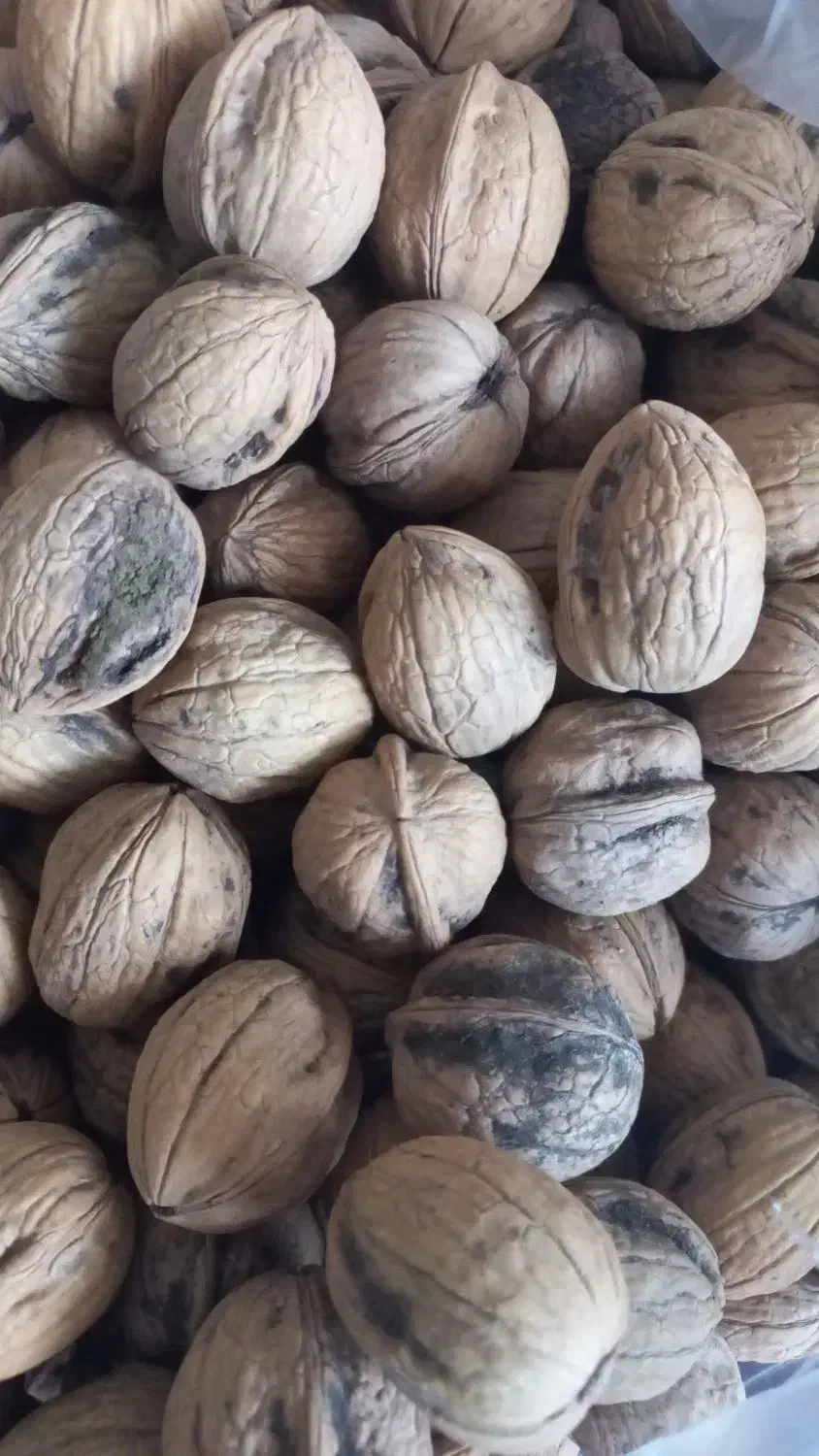 گردو بوانات|حراج|شیراز, فرهنگ شهر|دیوار