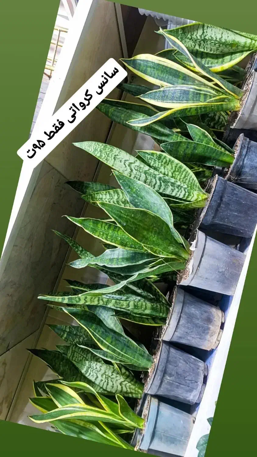 سانسوریا کرواتی ابلغ وسبز|گل و گیاه طبیعی|بیرجند, |دیوار