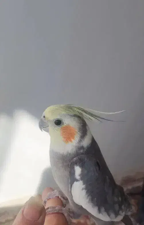 عروس هلندی|پرنده|مشهد, چاهشک|دیوار