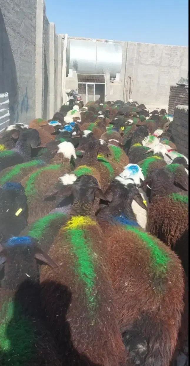 بره نر قره غزل افشار سرخ|حیوانات مزرعه|مشهد, رباط طرق|دیوار