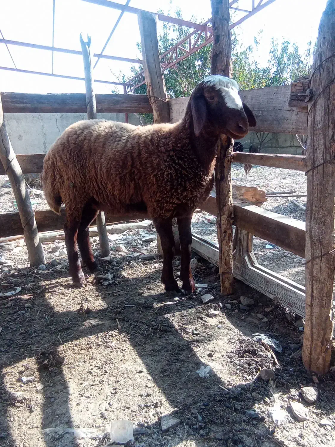 توقلی ماده چاق|حیوانات مزرعه|سیمین شهر, |دیوار