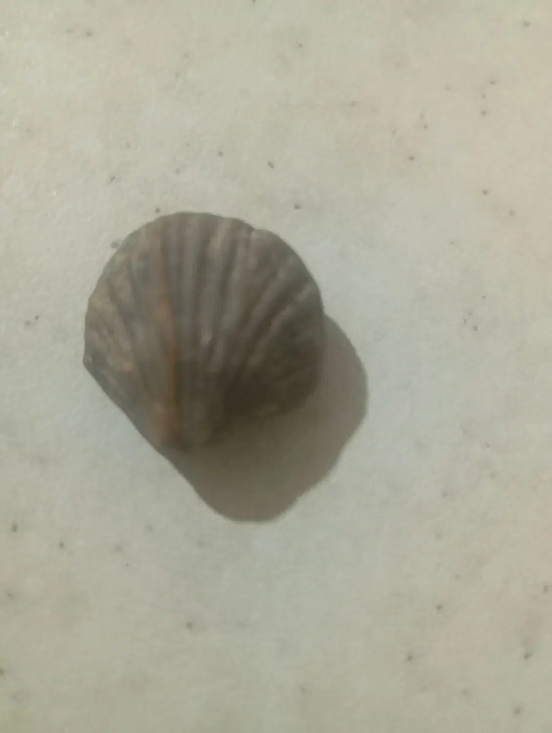 فسیل های قیمتی|کلکسیون اشیاء عتیقه|همدان, |دیوار