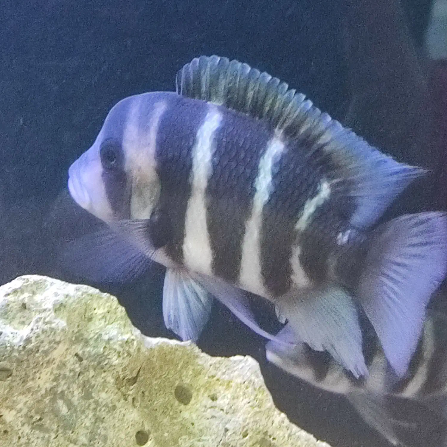 فرانتوزا|ماهی|خرمشهر, |دیوار