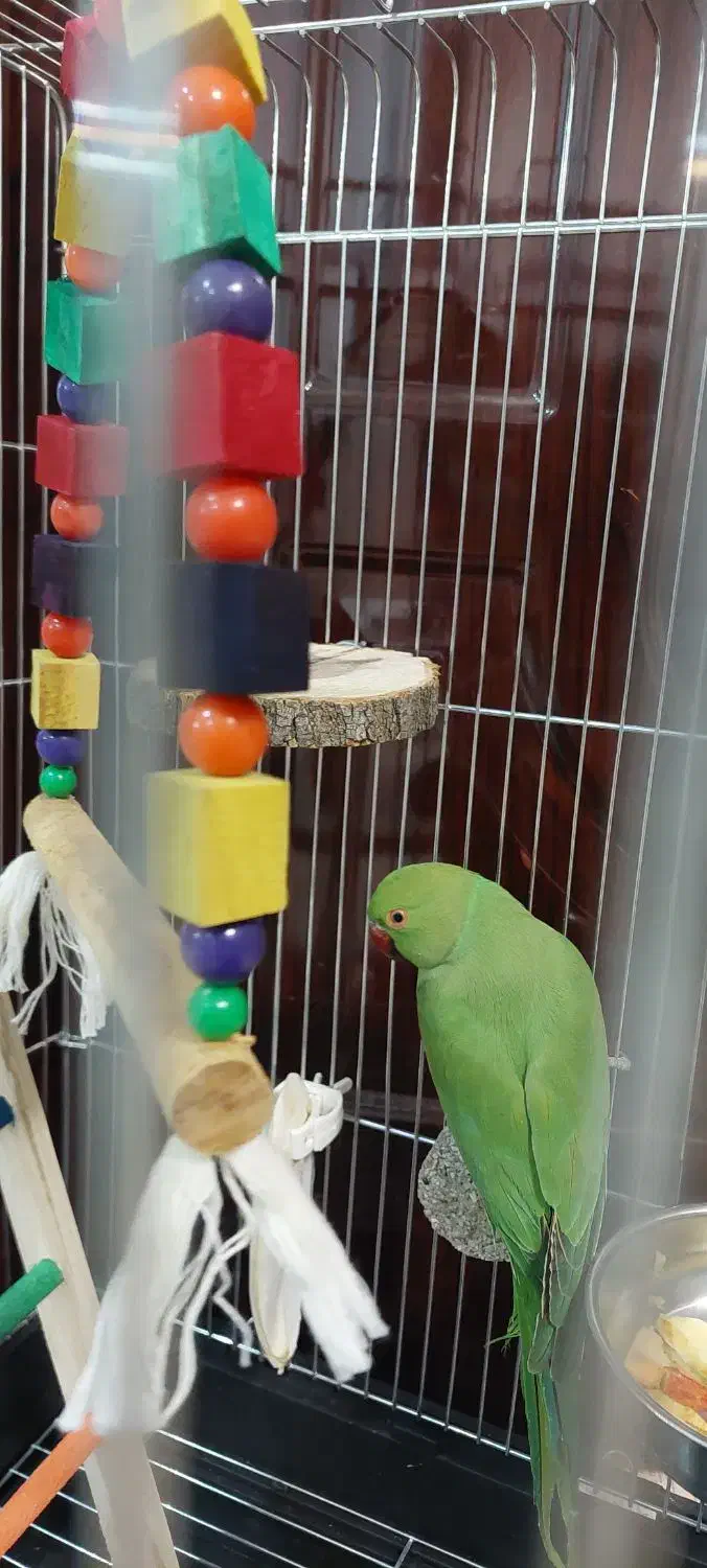 جوه طوطی ملنگو نر|پرنده|تایباد, |دیوار