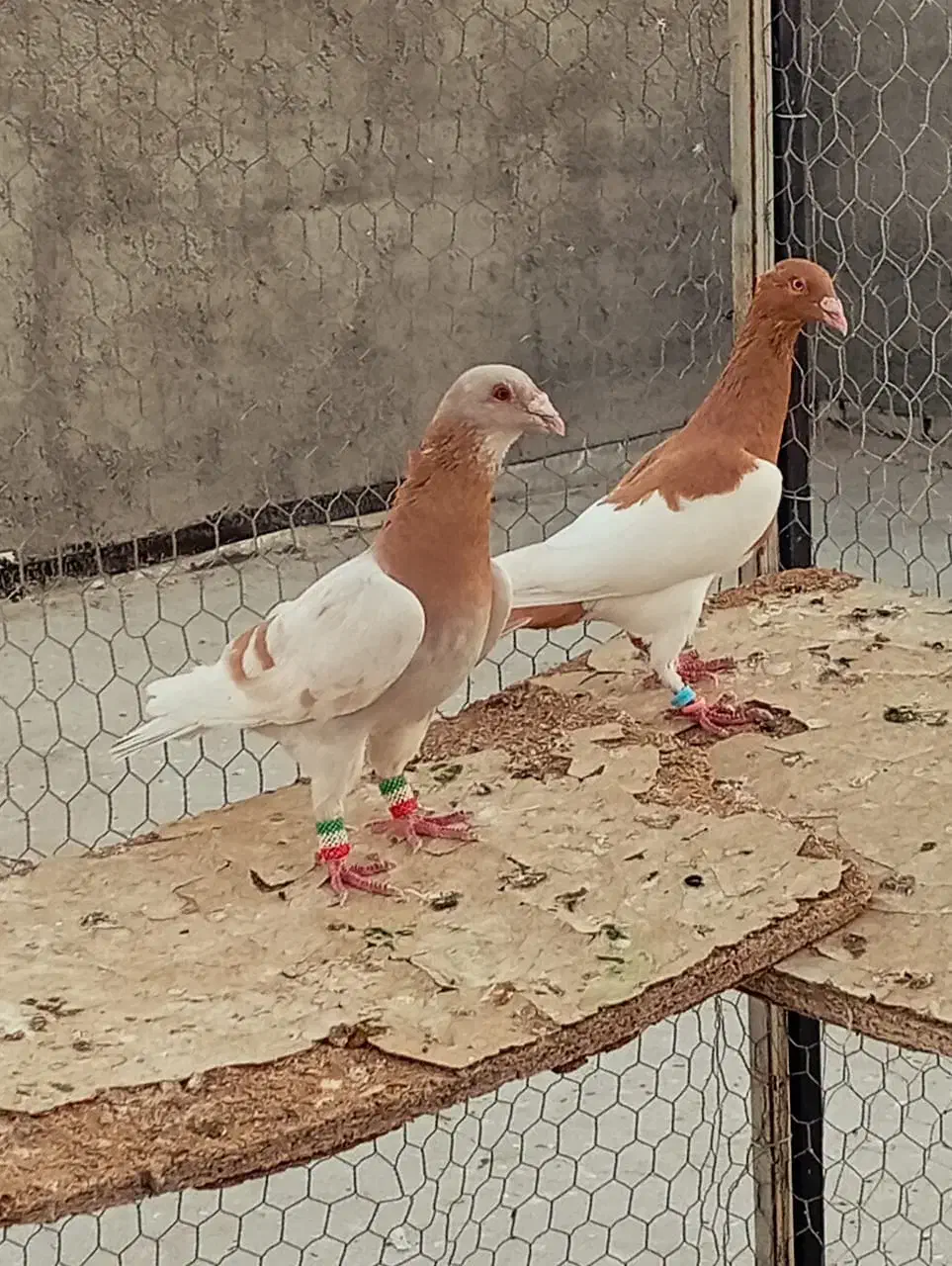 کفترو پلاکی پرشی|پرنده|شیراز, داریون|دیوار