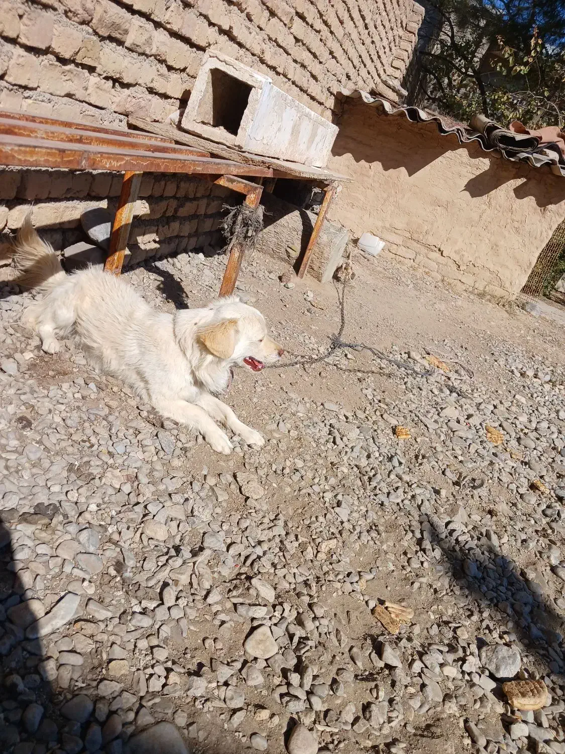 سگ پاکوتا|سگ|مشهد, جانباز|دیوار