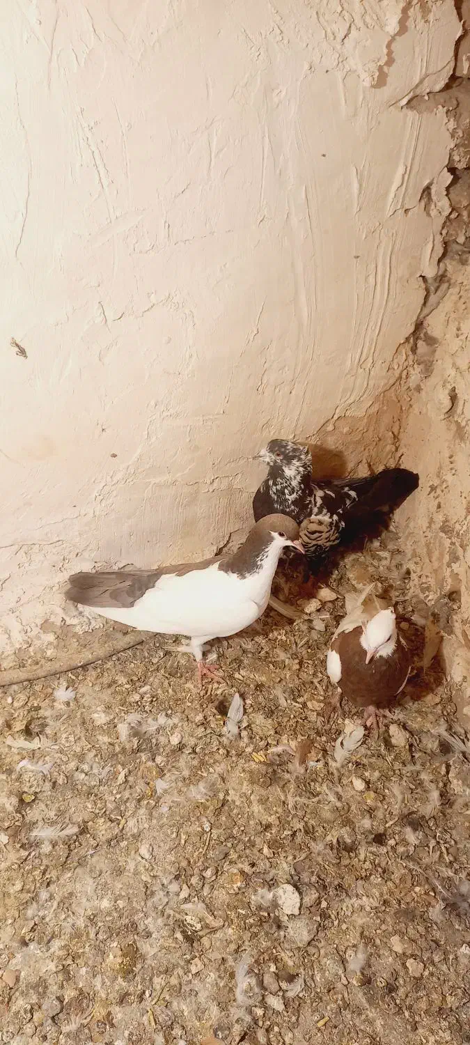 کفتر|پرنده|نیشابور, باغرود|دیوار