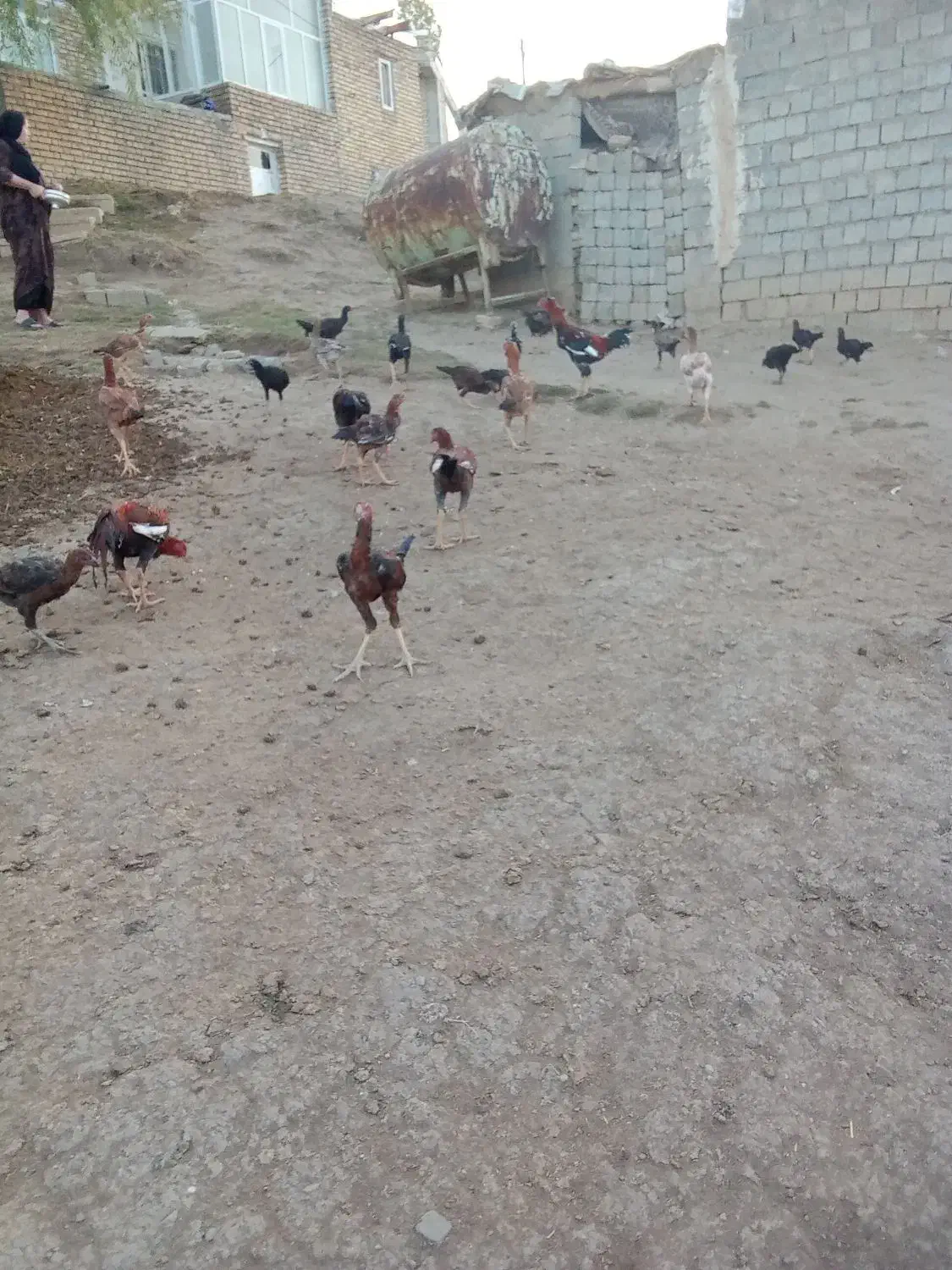 مرغ و خروس لاری|حیوانات مزرعه|اشنویه, |دیوار