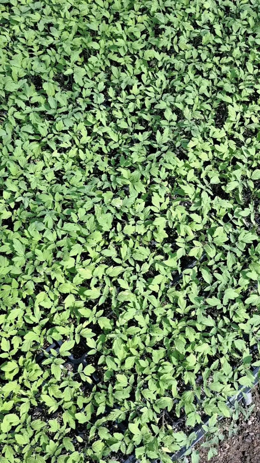 تولیدی خاک نشا و نشا گوجه|گل و گیاه طبیعی|کهنوج, |دیوار