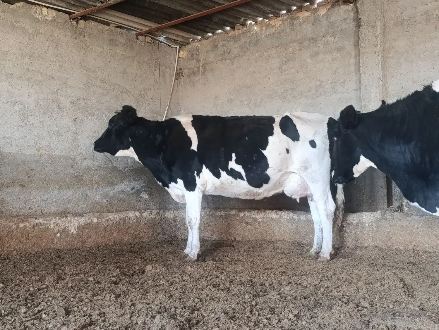 گاو زایده|حیوانات مزرعه|قوچان, |دیوار