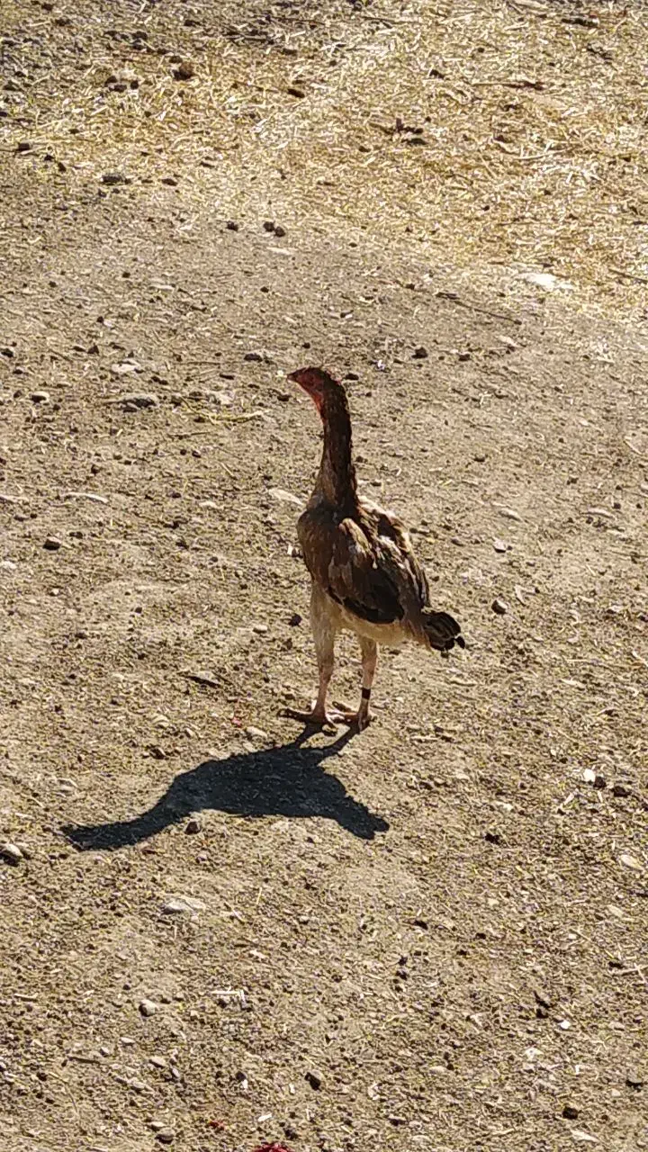 مرغ لاری|حیوانات مزرعه|سرپل ذهاب, |دیوار