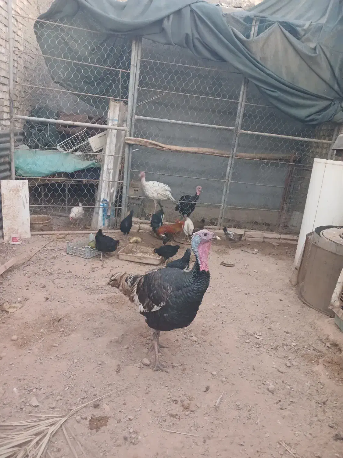 بوقلمون|حیوانات مزرعه|اهواز, اسماعیلیه|دیوار