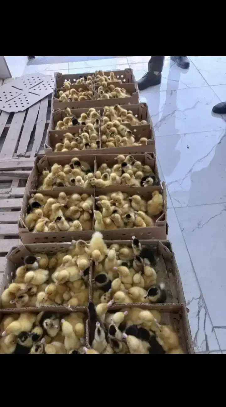 اردک جوجه رنگی گلپایگان|حیوانات مزرعه|ابریشم, |دیوار