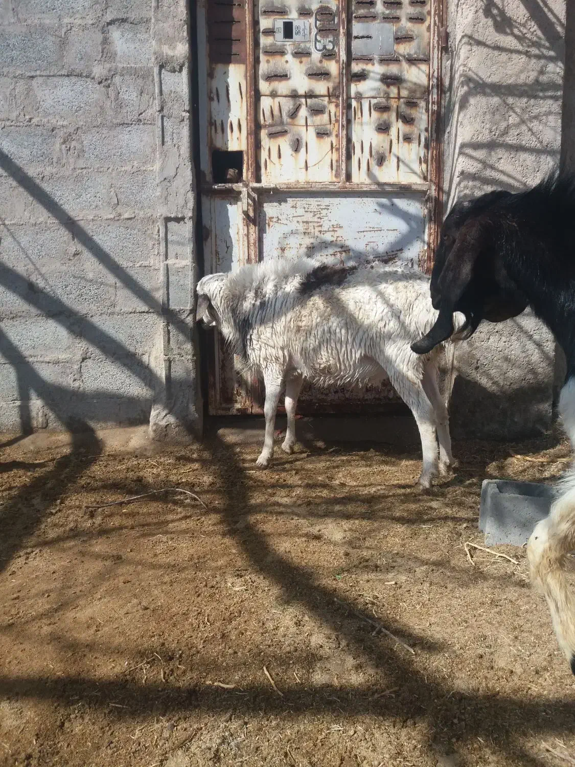 فروش شیشک دورگ چینی|حیوانات مزرعه|شهر بابک, |دیوار