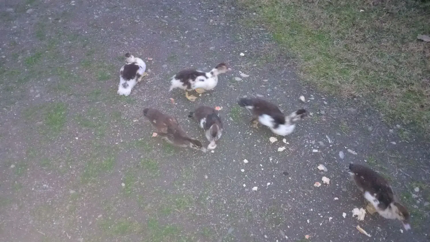 جوجه اردک اسرائیلی|حیوانات مزرعه|اسالم, |دیوار