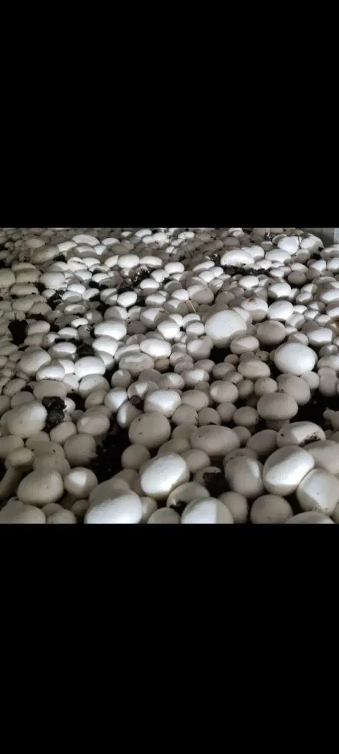 اجاره سالن قارچ مکانیزه|اجارهٔ دفتر صنعتی، کشاورزی، تجاری|رباطکریم, رباطکریم|دیوار