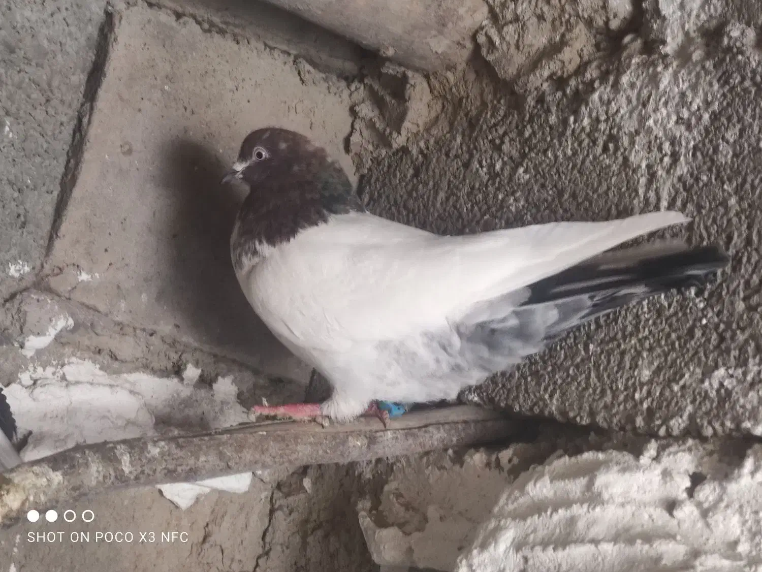 ماده پرشی|پرنده|کنگاور, |دیوار