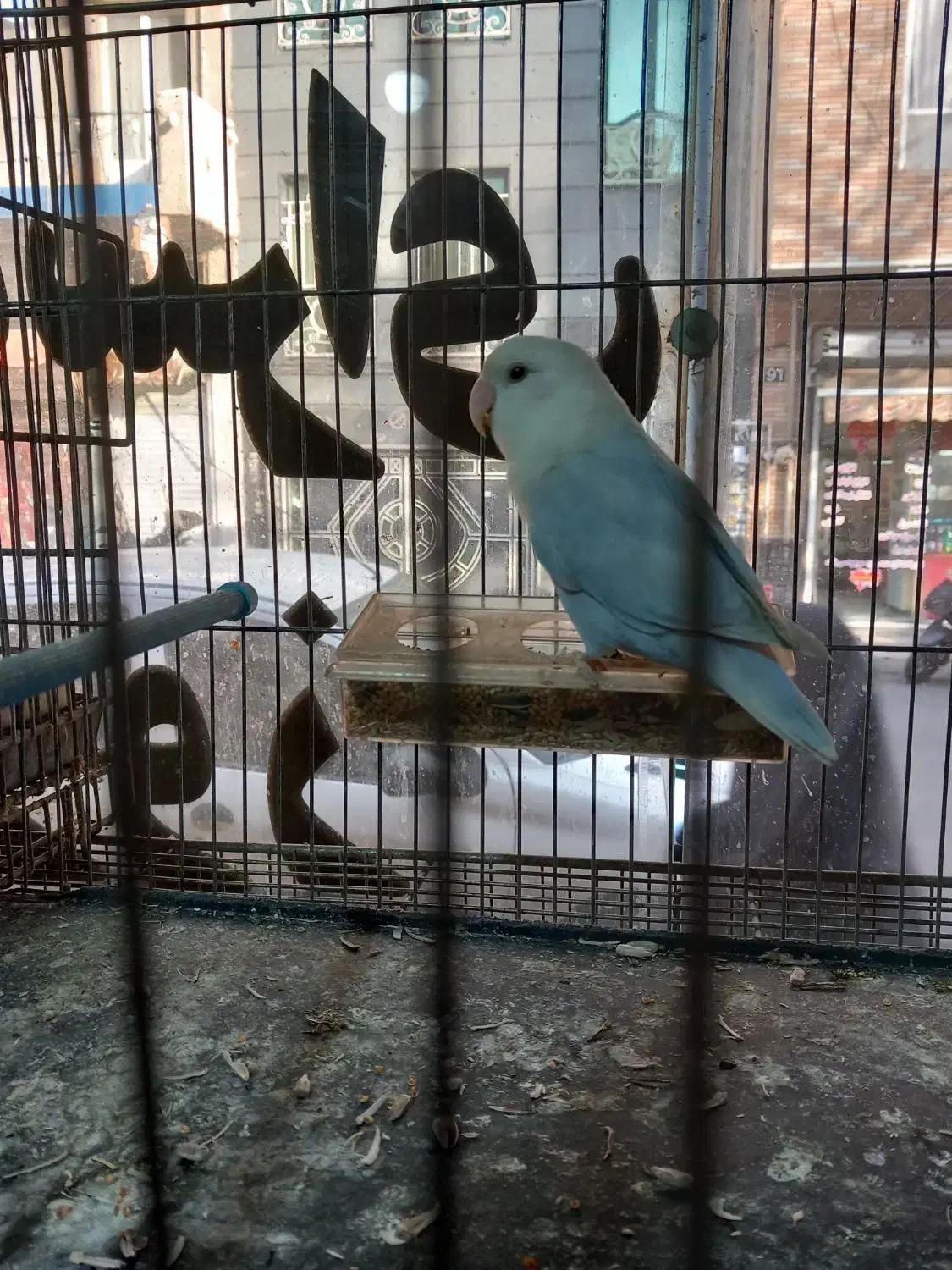 برزیلی (مارال) جوان|پرنده|تهران, امام زاده عبدالله|دیوار