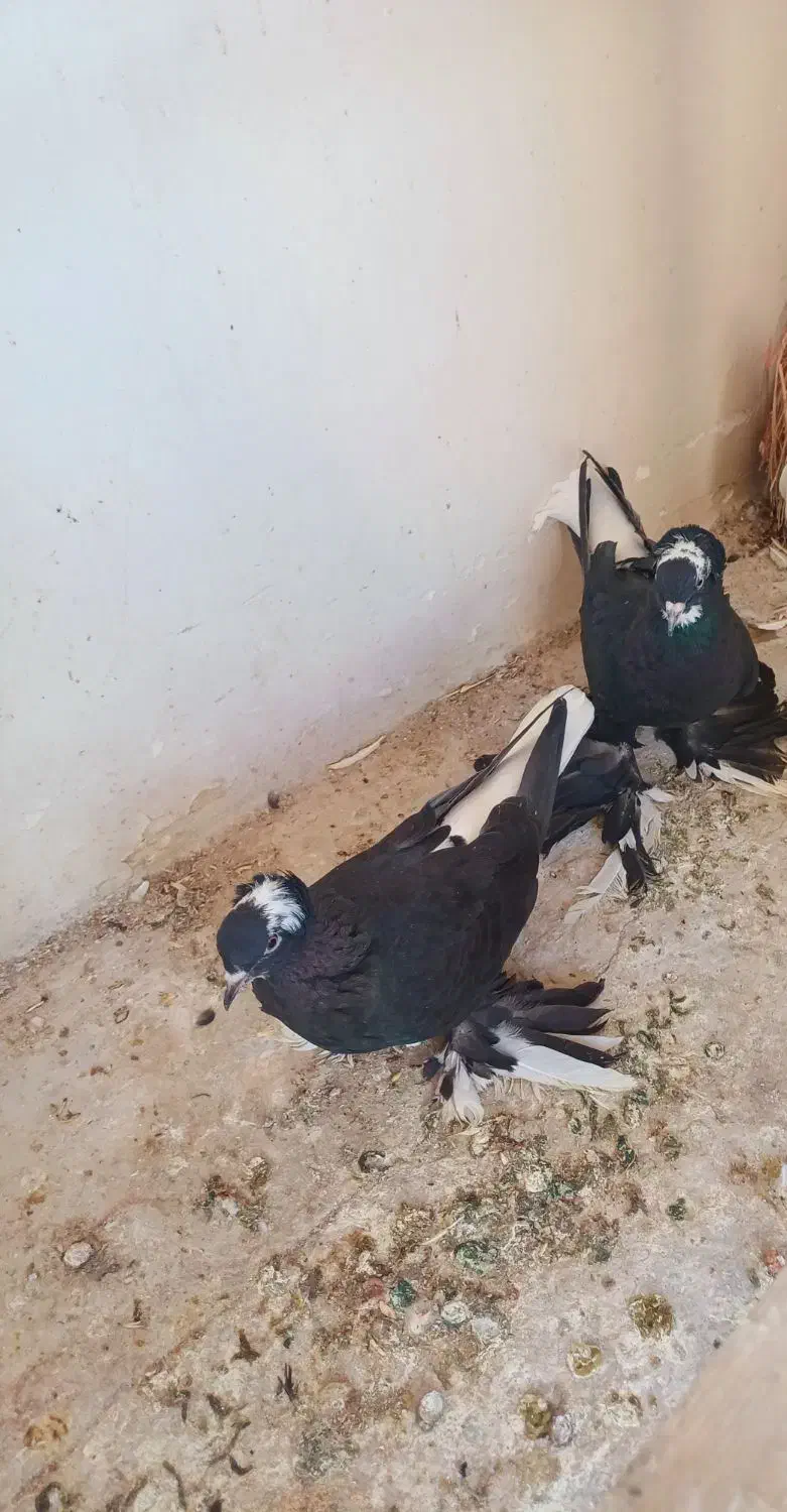 کبوتر قره آغ گویروخ|پرنده|سردرود, |دیوار