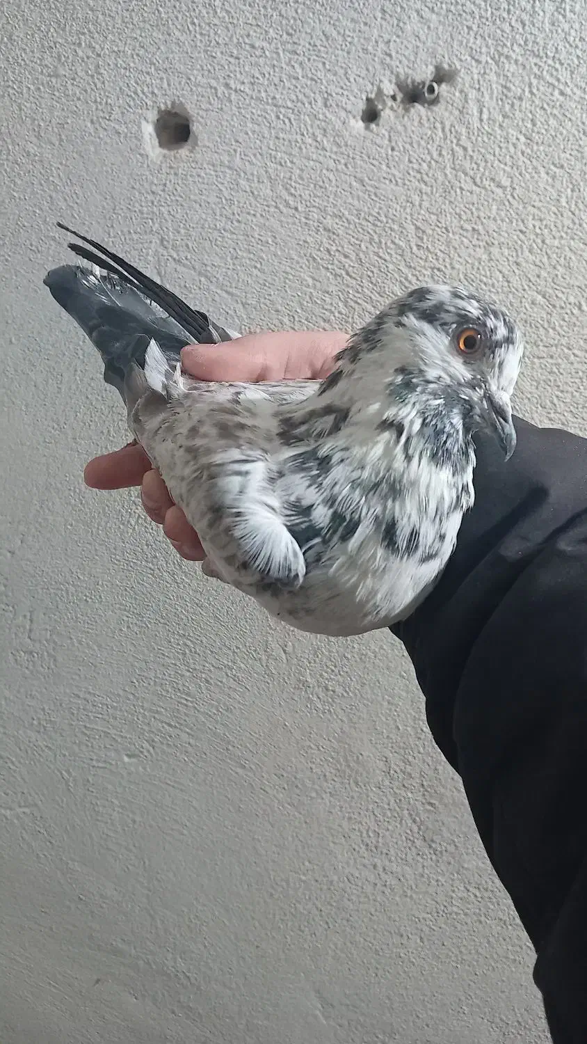 کفتر نر پرشی قاره مست مست|پرنده|شهریار, شهرک وائین|دیوار