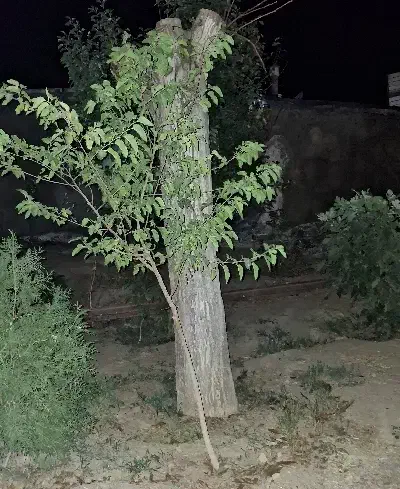 چوب درخت گردو|عمده‌فروشی|قره چای, |دیوار