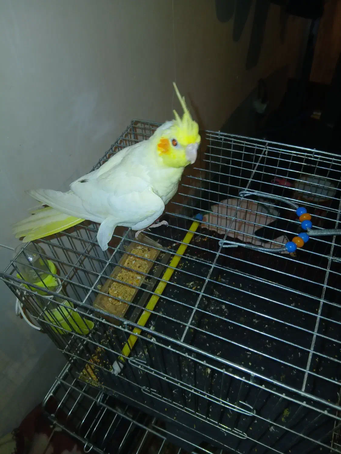 جوجه عروس هلندی نر ۲دوماهه با قفس دون خور شده|پرنده|کوهدشت, |دیوار