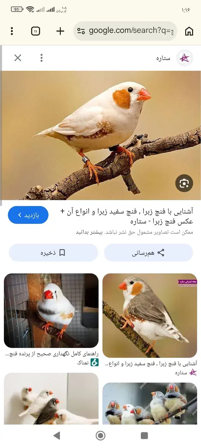 فنچ‌|پرنده|یزد, |دیوار