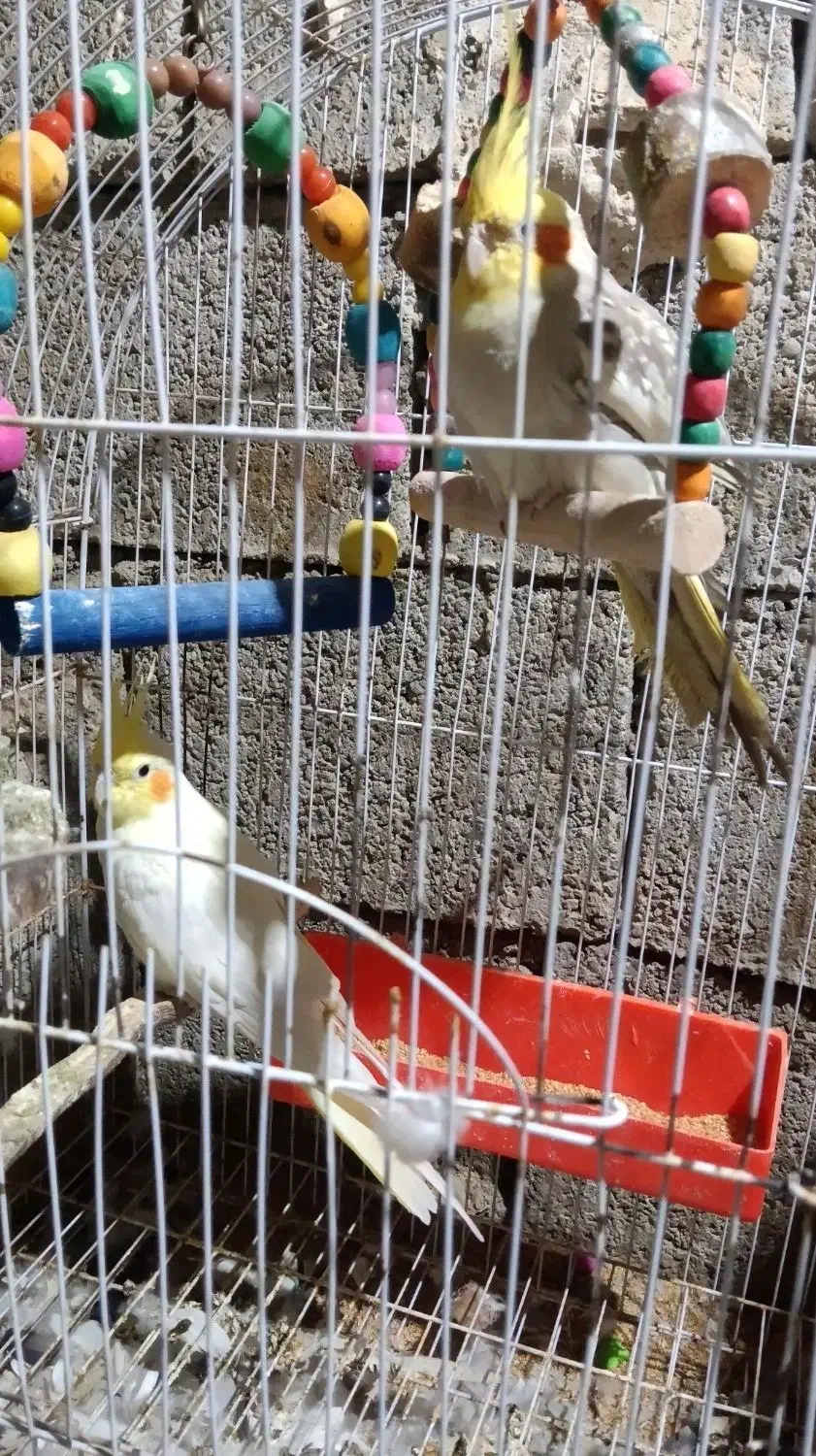 عروس هلندی|پرنده|برازجان, |دیوار