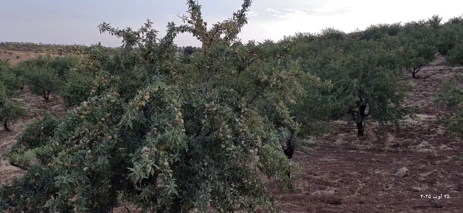 نهال بادام شناسنامه دار|خدمات باغبانی و درختکاری|شیراز, زرهی|دیوار