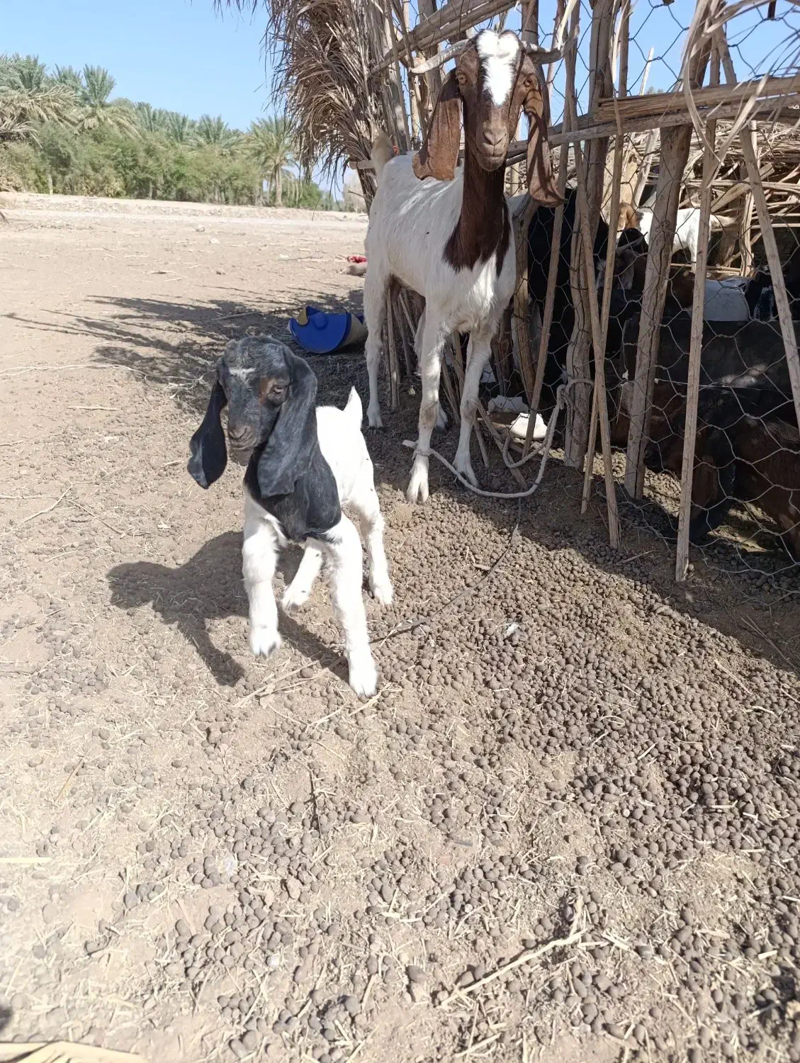 فروش فوری گوسفند|حیوانات مزرعه|جیرفت, |دیوار