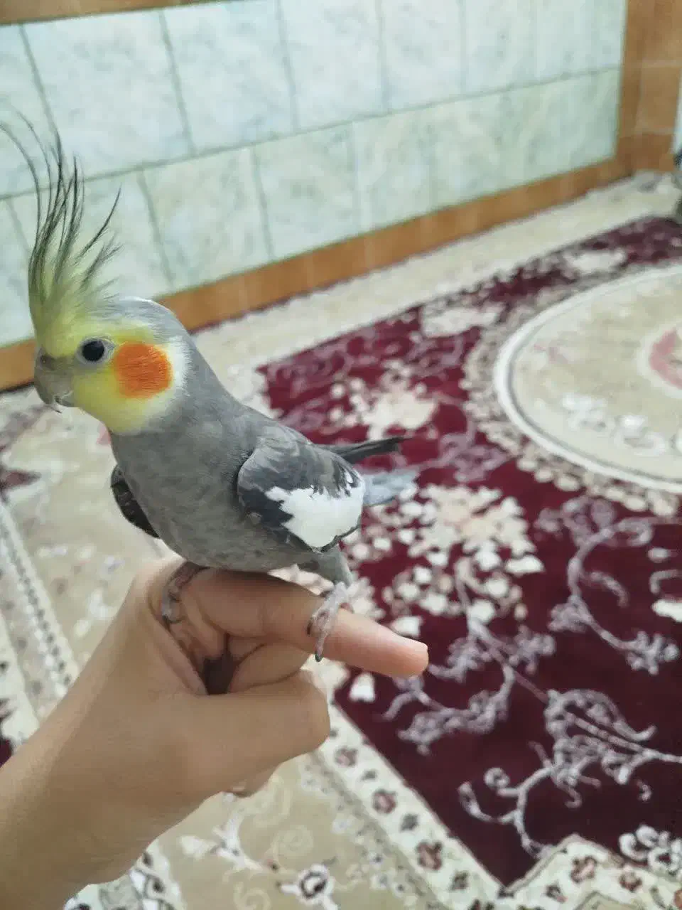 عروس هلندی سخنگو|پرنده|دهاقان, |دیوار