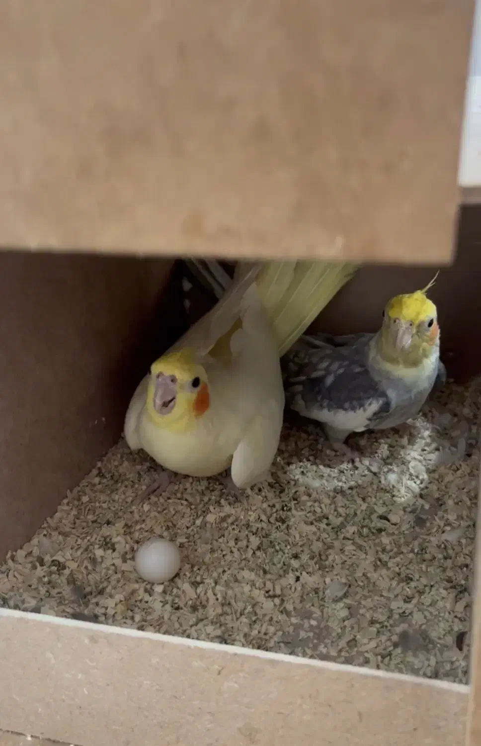 عروس هلندی|پرنده|شوشتر, |دیوار