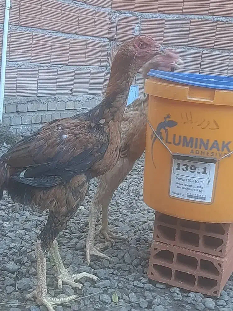 دوعددخروس لاری|حیوانات مزرعه|خان ببین, |دیوار