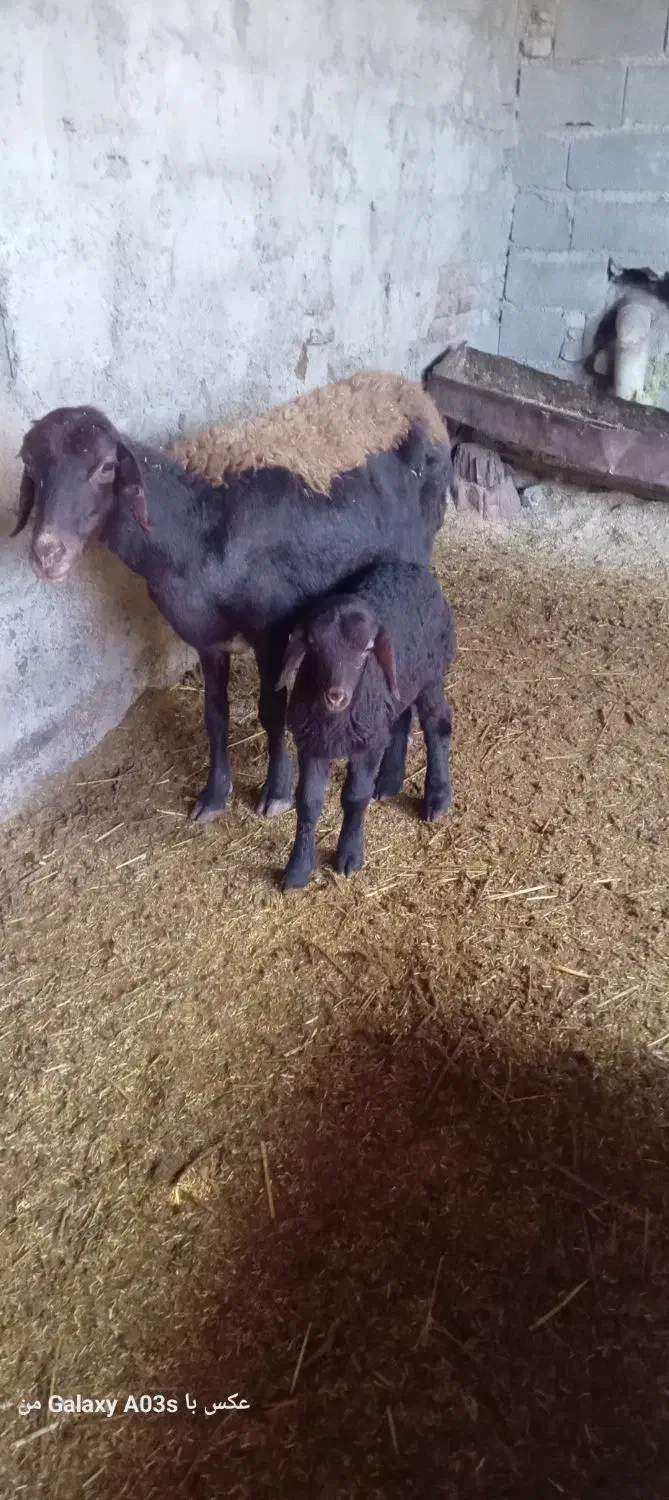 گوسفند با بره میش افشاری بره ماده یک ماه خوراک خور|حیوانات مزرعه|گالیکش, |دیوار