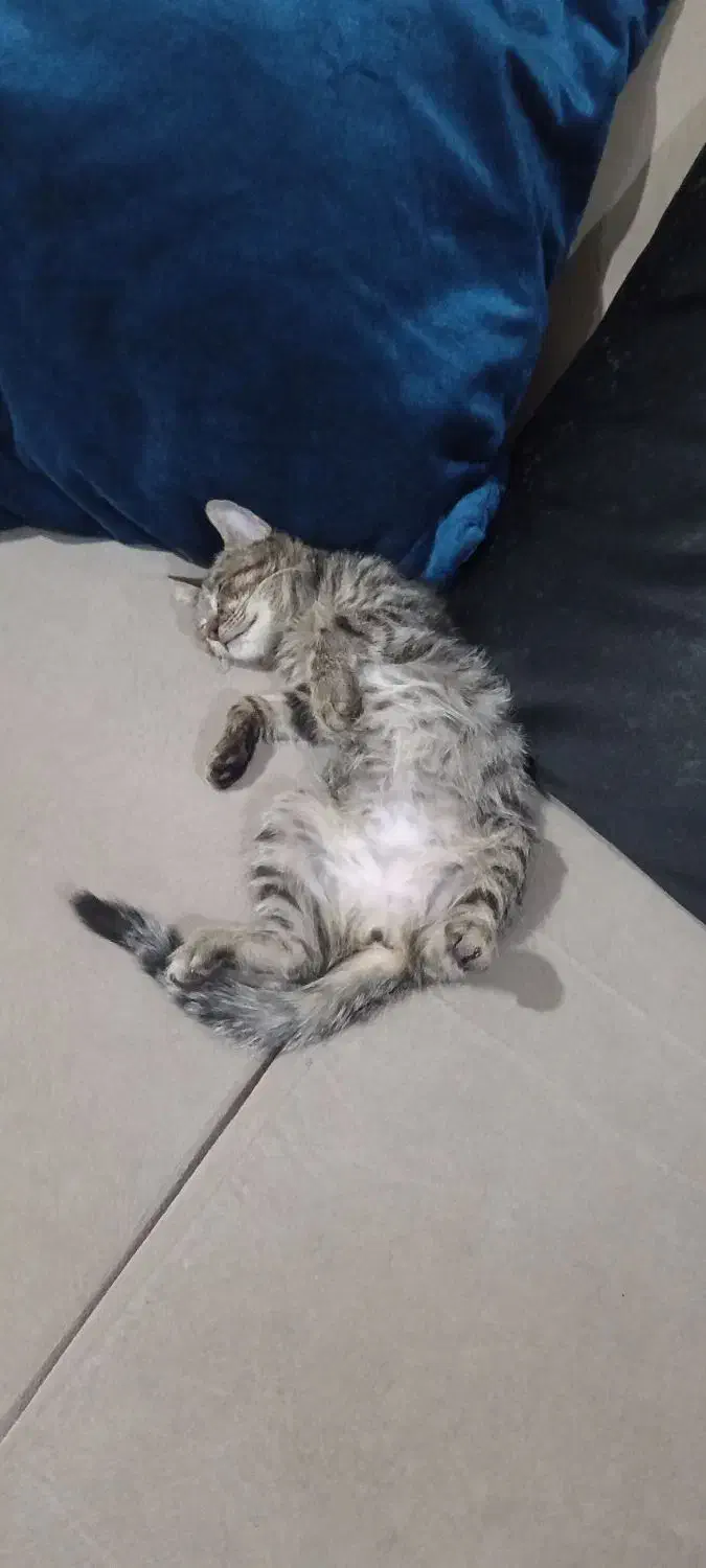 بچه گربه|گربه|کرج, خلج آباد|دیوار