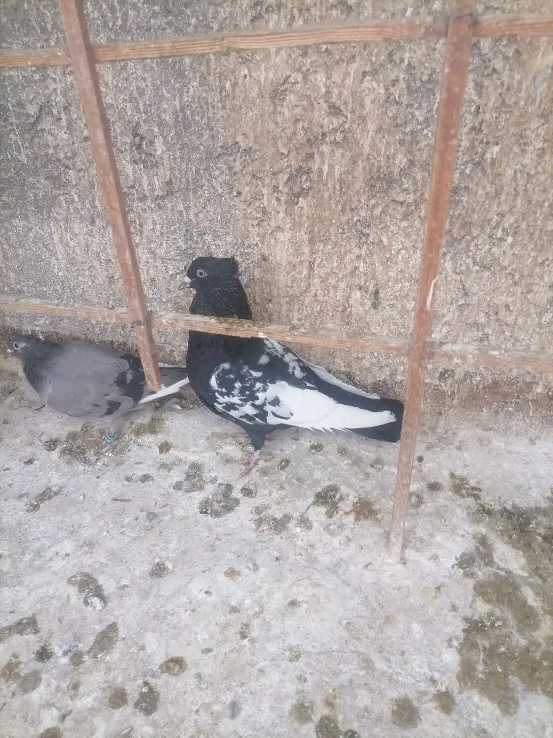 ساده سینه سیاه|پرنده|مشهد, کارمندان دوم|دیوار