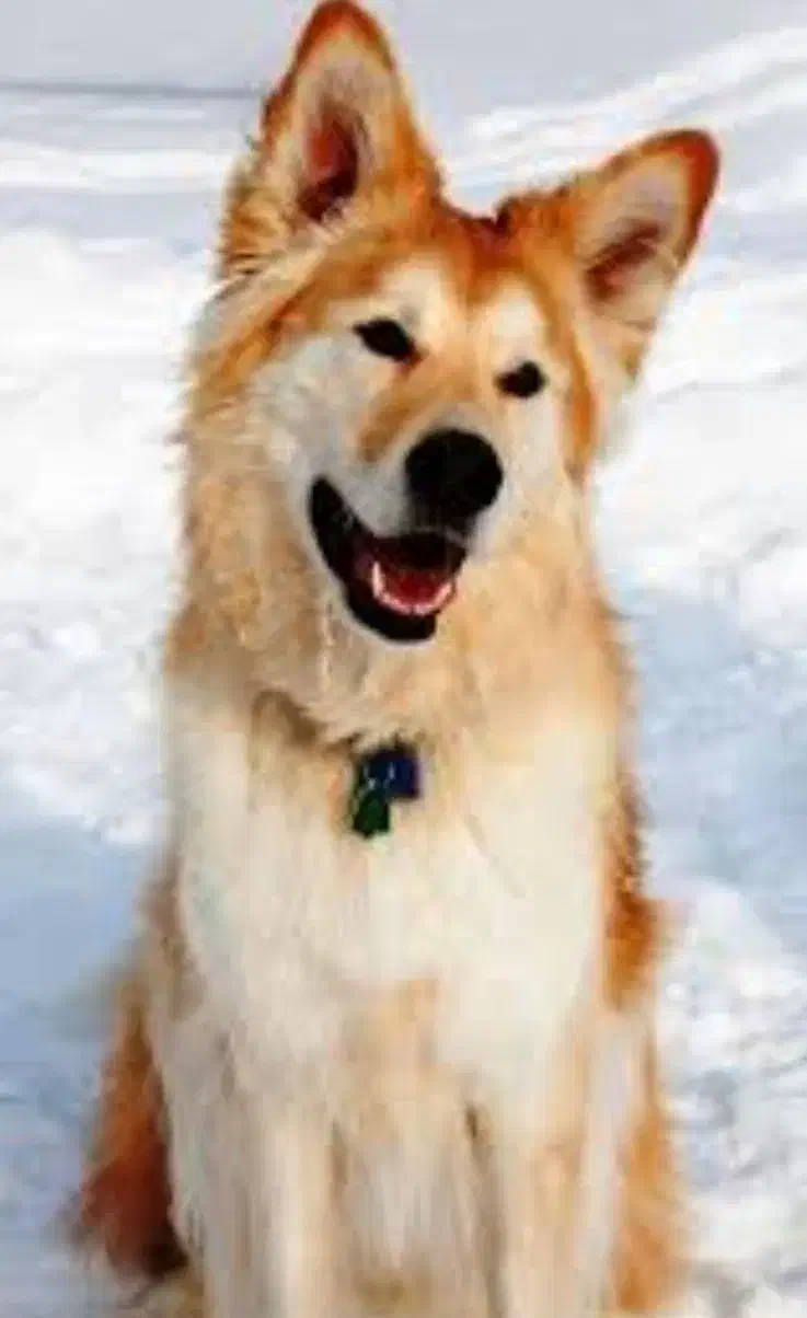 سگ نژاد ژرمن اصیل توله ۴ ماهه|سگ|شهریار, کهنز|دیوار