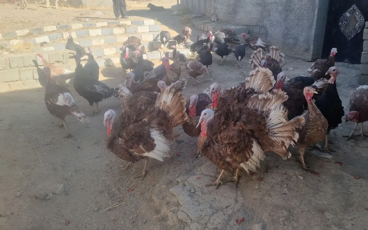 فروش بوقلمون|حیوانات مزرعه|سقز, |دیوار