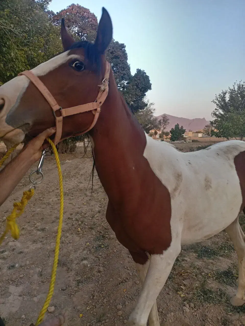 اسب|اسب و تجهیزات اسب‌سواری|تیران, |دیوار