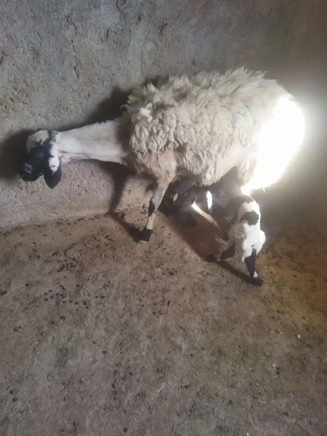 سرمایه گذاری|حیوانات مزرعه|گراش, |دیوار