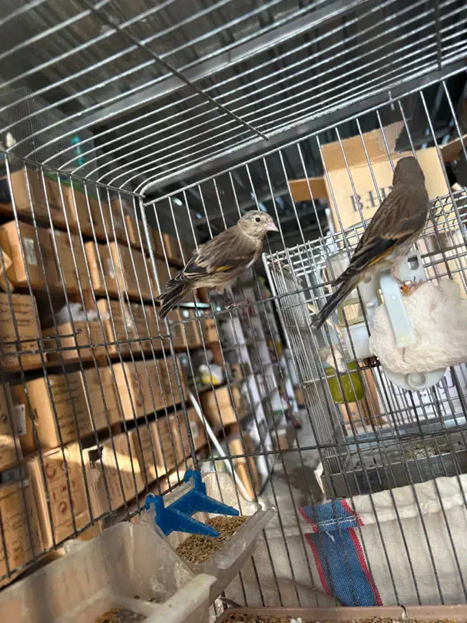 جوجه سهره قناری وسهره|پرنده|فسا, |دیوار