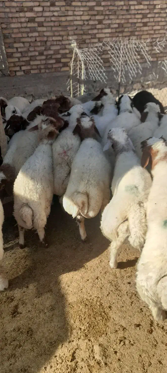 فروش کاور پروار|حیوانات مزرعه|سیوان, |دیوار