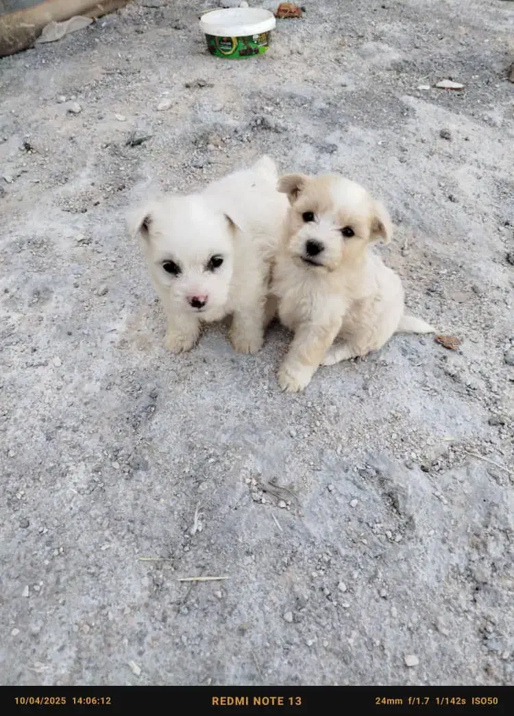 توله پاکوتاه اشپیتز|سگ|مرودشت, فیروزی|دیوار