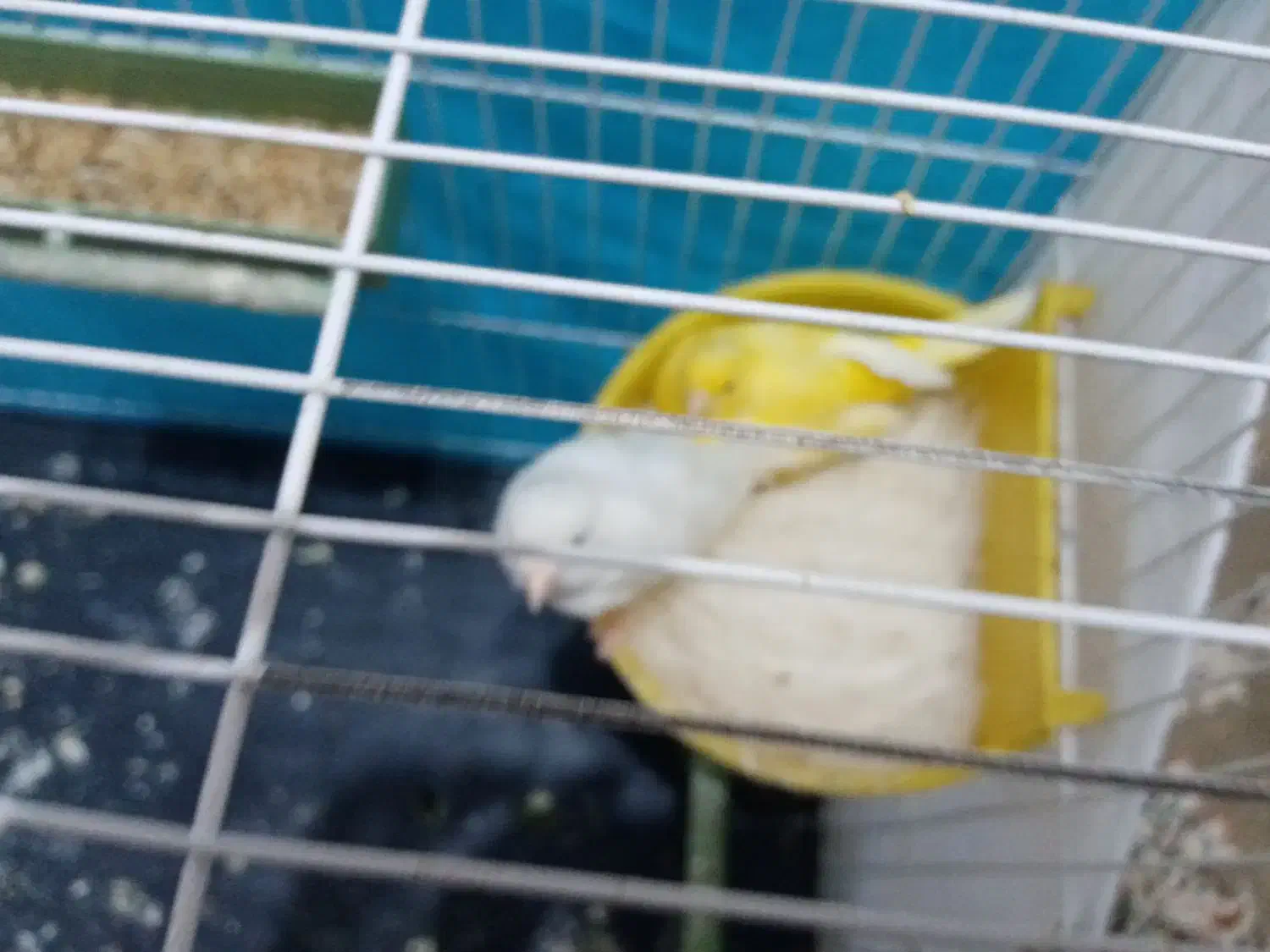 قناری|پرنده|بیرجند, |دیوار