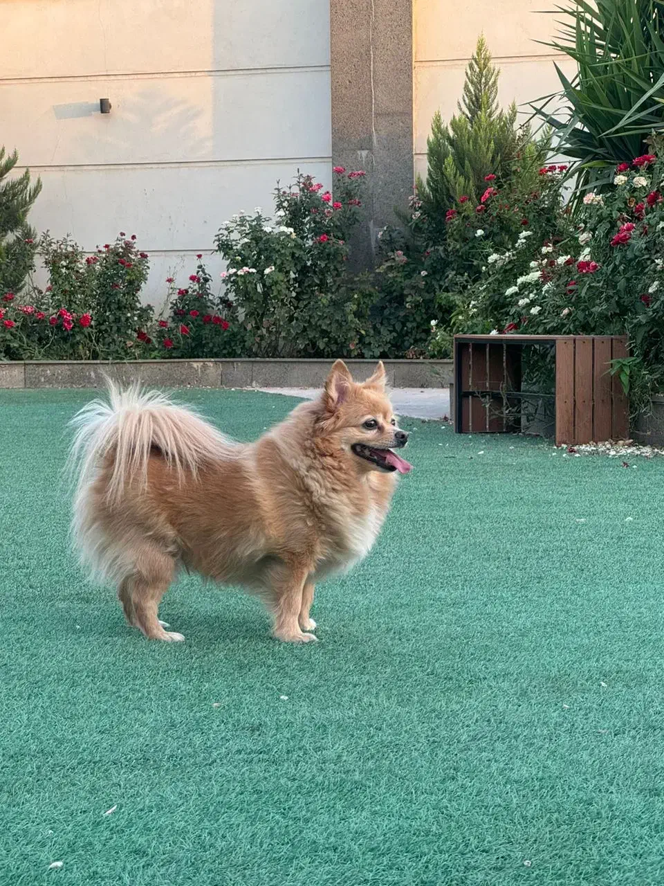 واگذار میشود|سگ|چهاردانگه (تهران), |دیوار