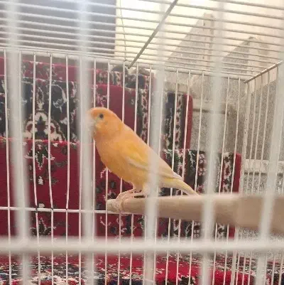 قناری نروماده|پرنده|مشهد, فتح المبین|دیوار