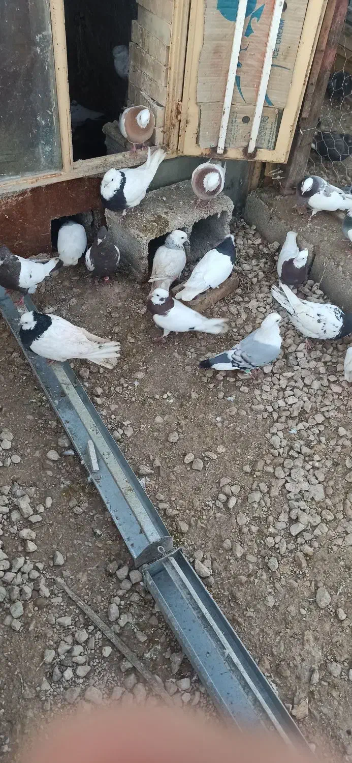 طوقی|پرنده|خنج, |دیوار